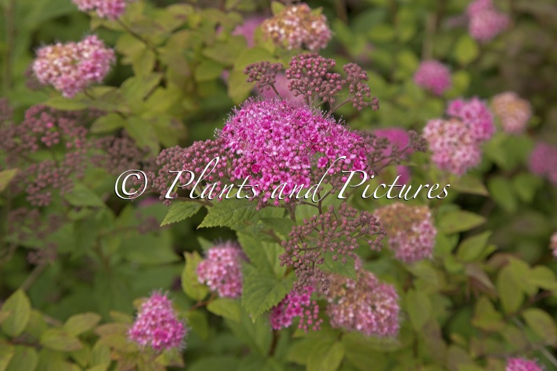 Spiraea japonica ‘Erikur Raudi’