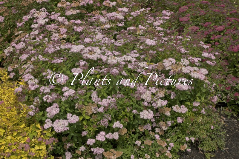 Spiraea ‘Lonspi’ (SPARKLING CHAMPAGNE)