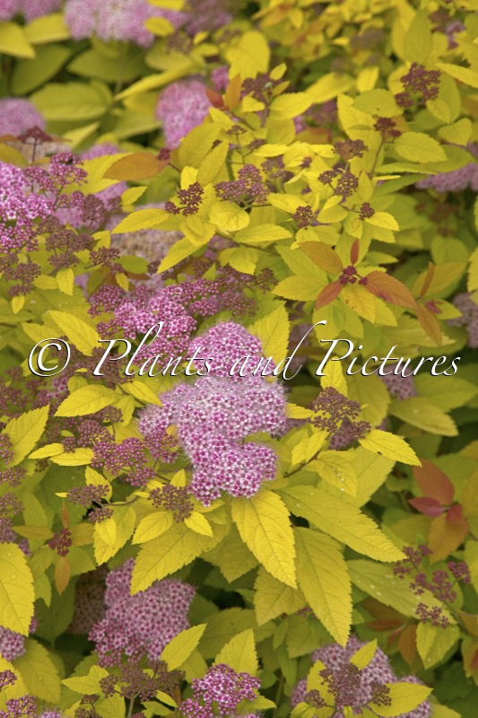Spiraea japonica ‘Tracy’ (DOUBLE PLAY BIG BANG)