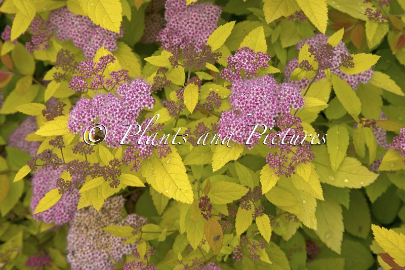 Spiraea japonica ‘Tracy’ (DOUBLE PLAY BIG BANG)