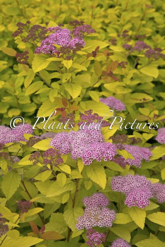 Spiraea japonica ‘Tracy’ (DOUBLE PLAY BIG BANG)