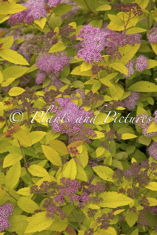 Spiraea japonica ‘Tracy’ (DOUBLE PLAY BIG BANG)