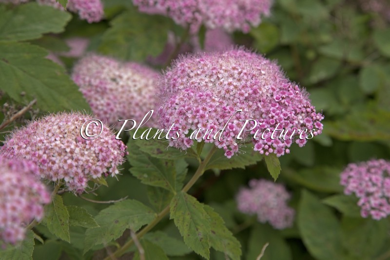 Spiraea miyabei