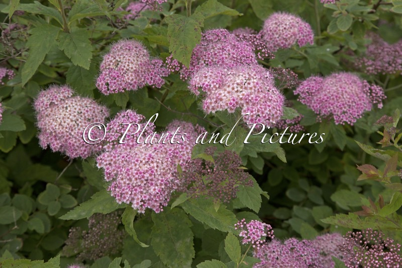 Spiraea miyabei