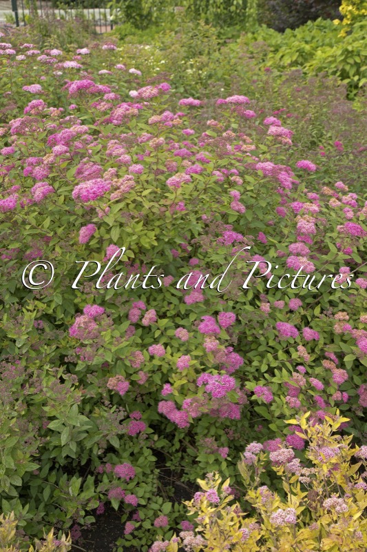 Spiraea japonica ‘Óli’