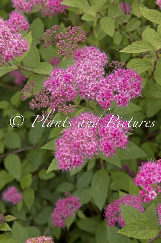 Spiraea japonica ‘Óli’