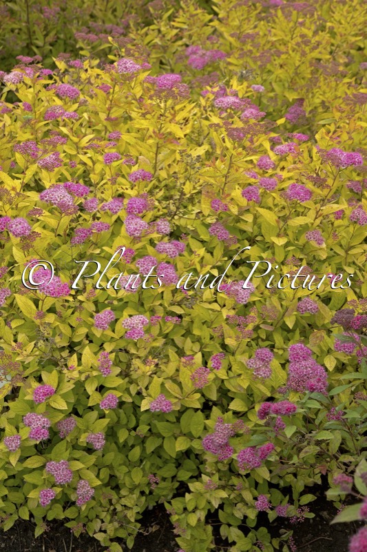 Spiraea japonica ‘Golden Princess’