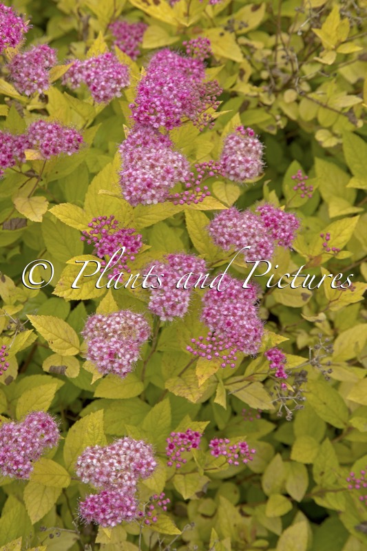 Spiraea japonica ‘Golden Princess’