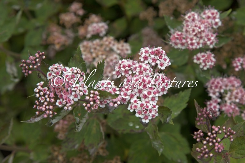 Spiraea hayatae
