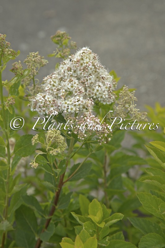 Spiraea ‘Ludmila’