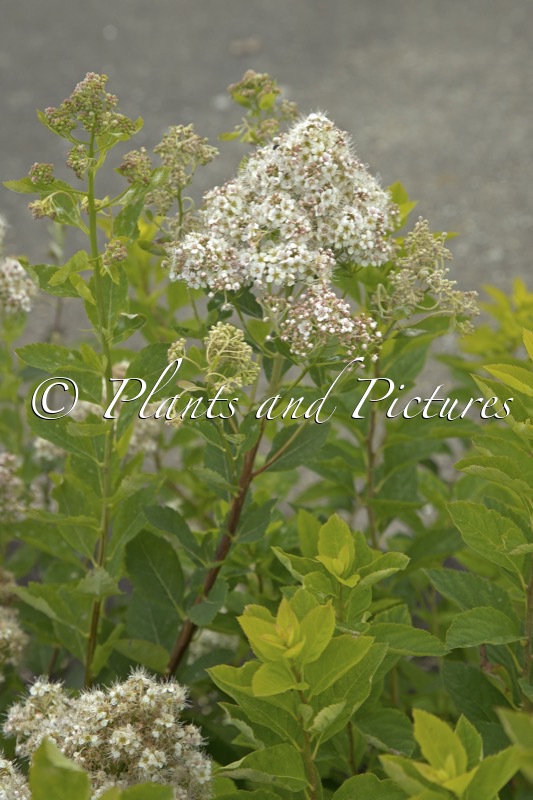 Spiraea ‘Ludmila’