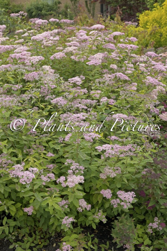 Spiraea japonica ‘New Pruhonice’