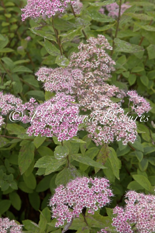 Spiraea japonica ‘New Pruhonice’