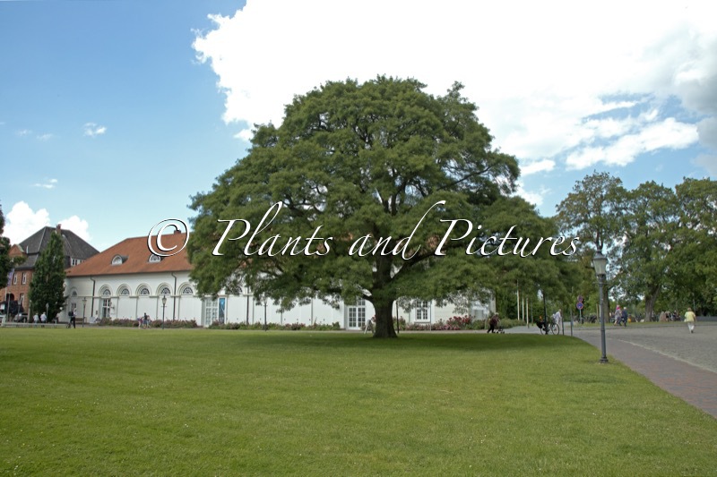 Quercus robur ‘Pectinata’