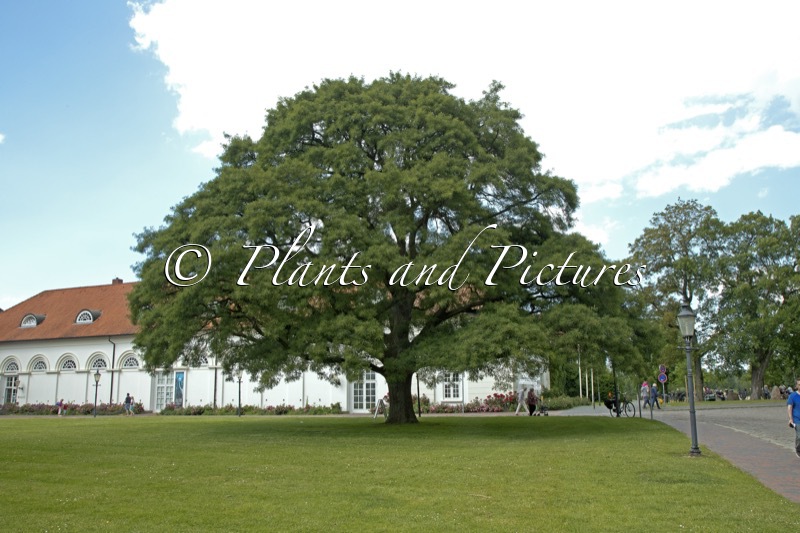 Quercus robur ‘Pectinata’