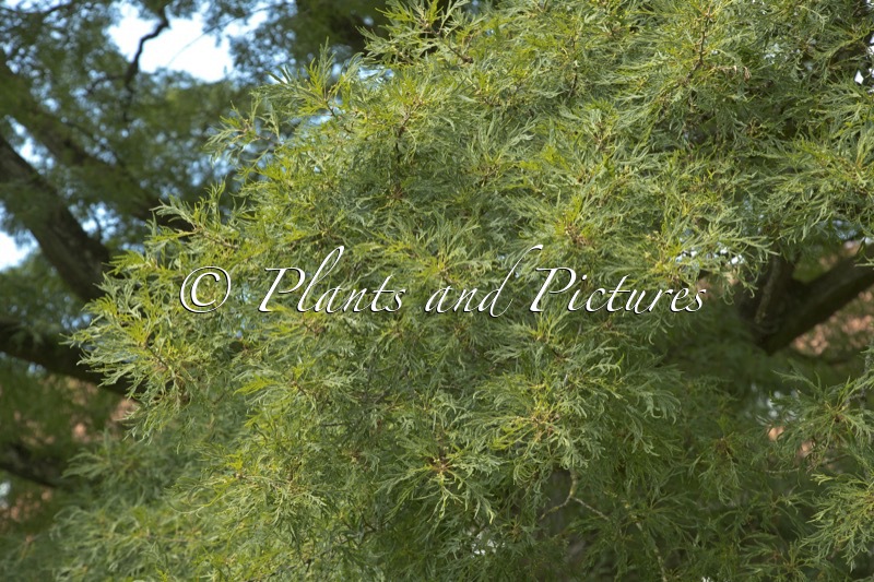 Quercus robur ‘Pectinata’