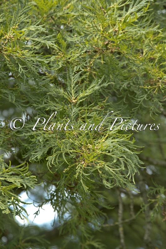 Quercus robur ‘Pectinata’