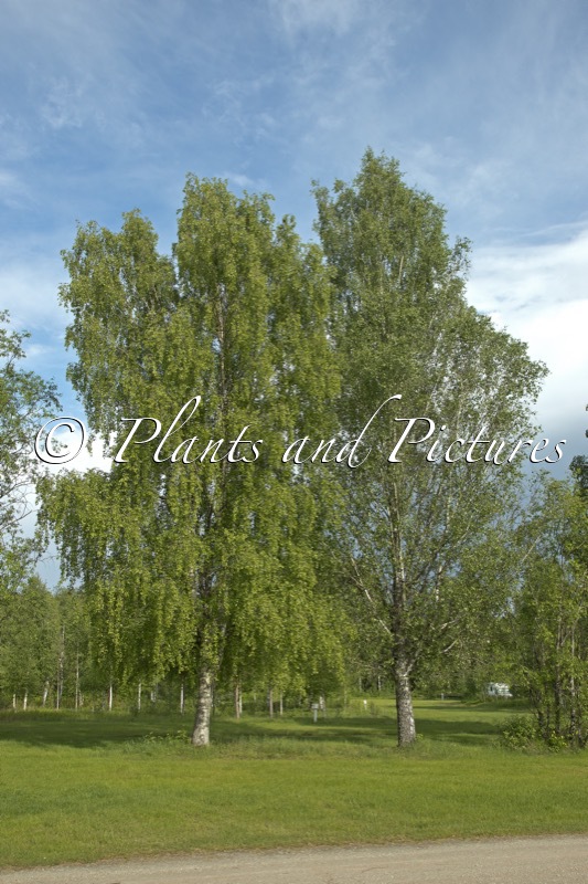 Betula pendula