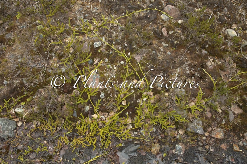 Lycopodium clavatum