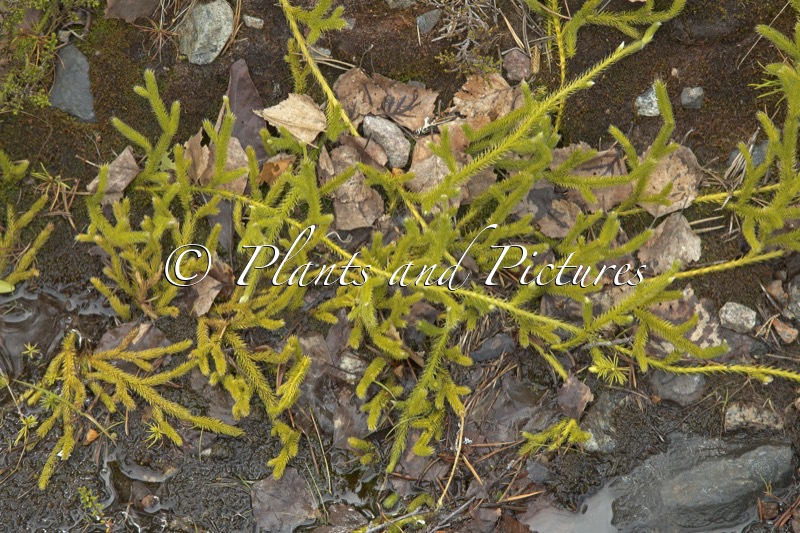 Lycopodium clavatum