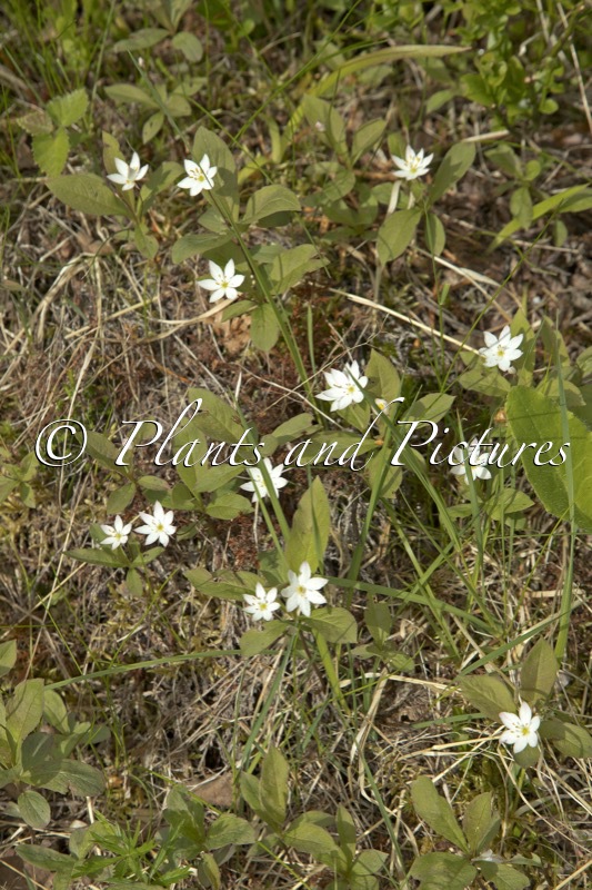 Trientalis europaea