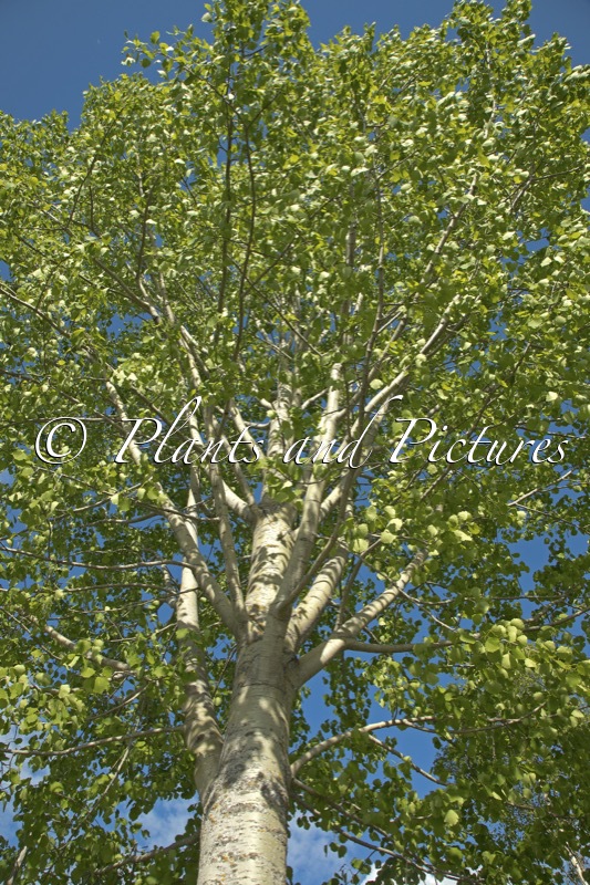 Populus tremula