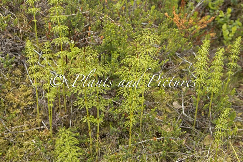 Equisetum sylvaticum