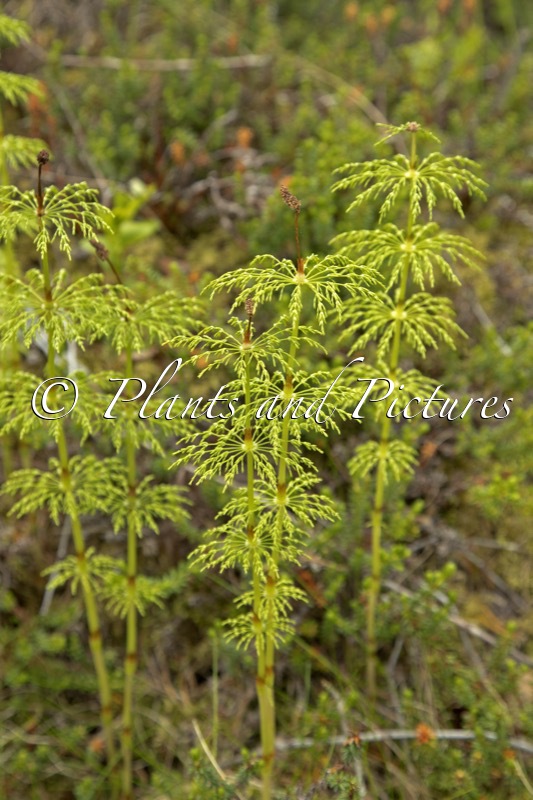 Equisetum sylvaticum