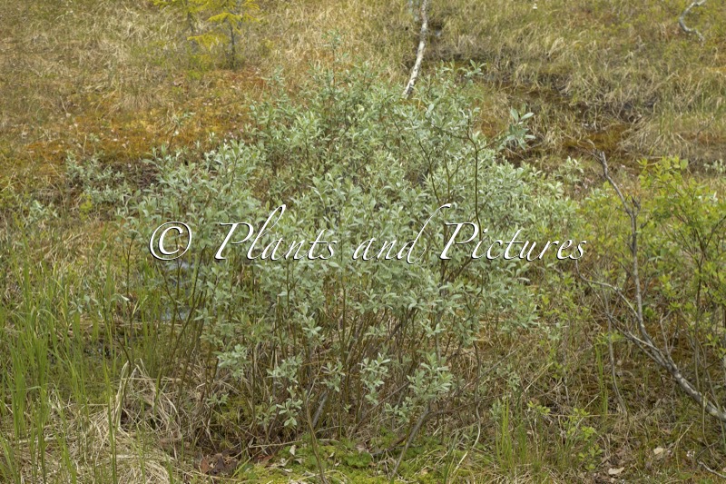 Salix lapponum