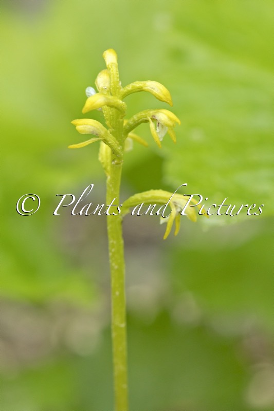 Corallorhiza trifida