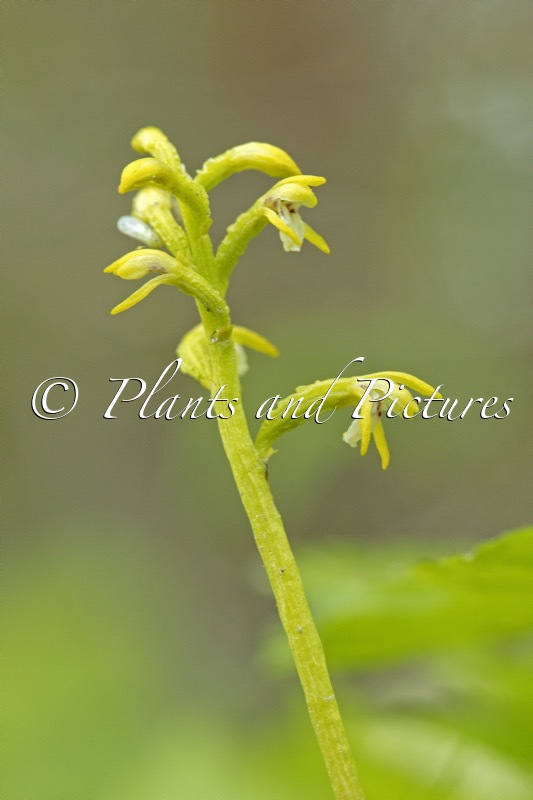 Corallorhiza trifida