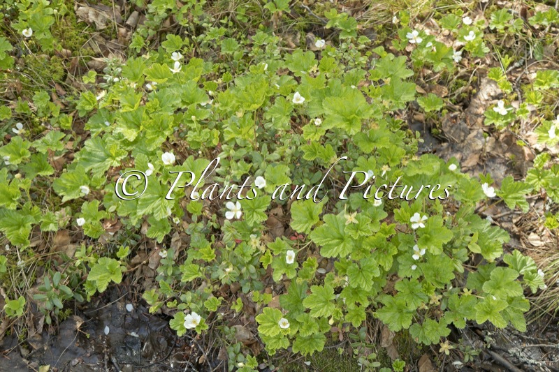 Rubus chamaemorus