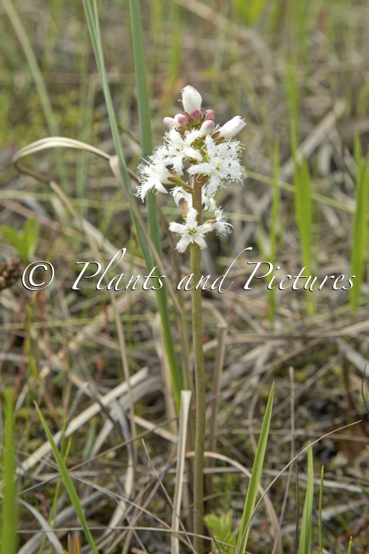 Menyanthes trifoliata