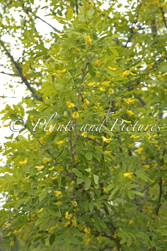 Caragana arborescens