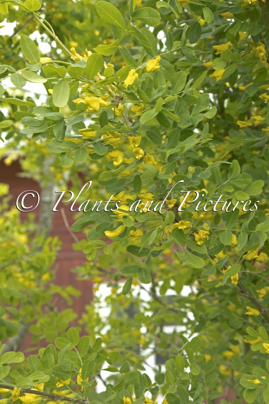 Caragana arborescens