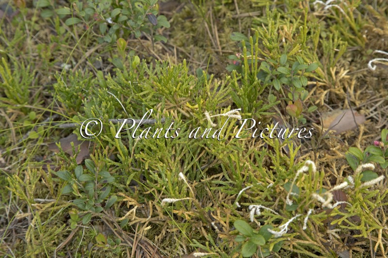 Diphasiastrum complanatum