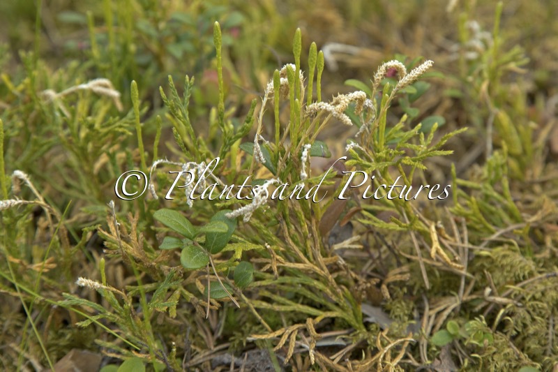 Diphasiastrum complanatum