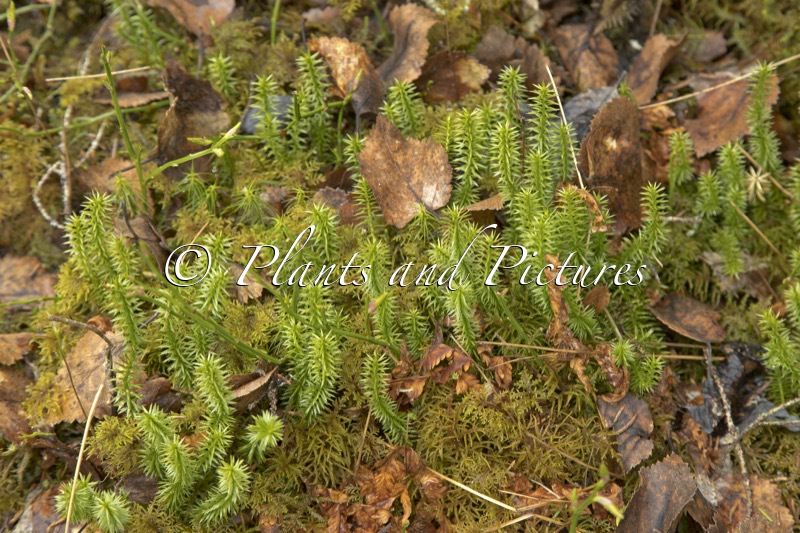 Lycopodium annotinum