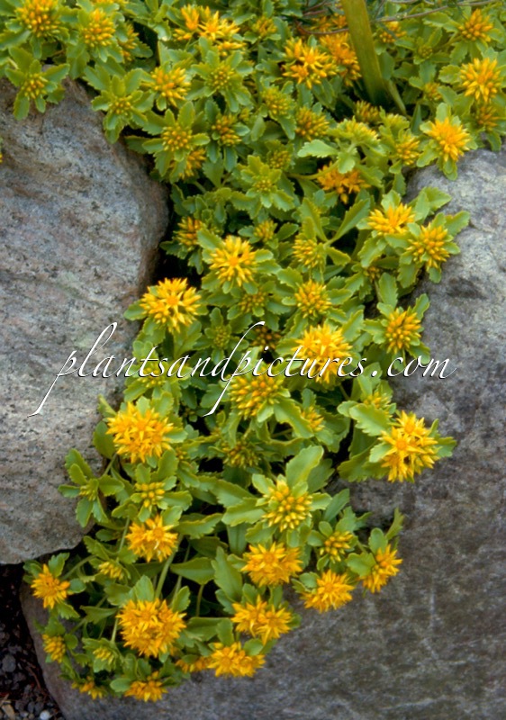 Sedum kamtschaticum
