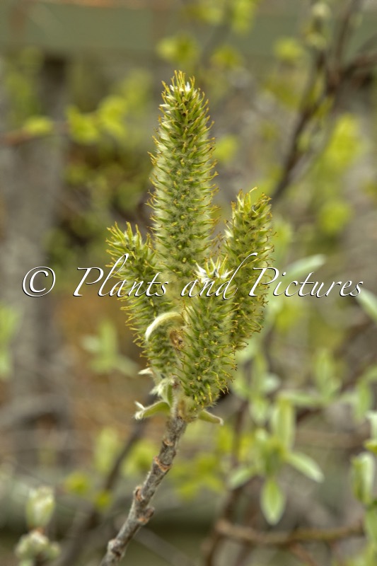 Salix lanata