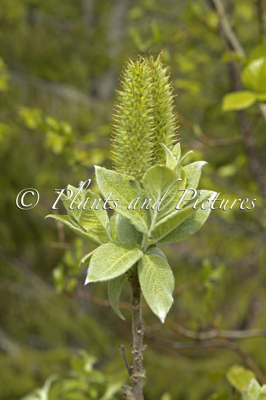 Salix lanata