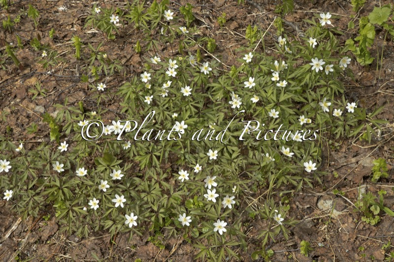 Anemone nemorosa