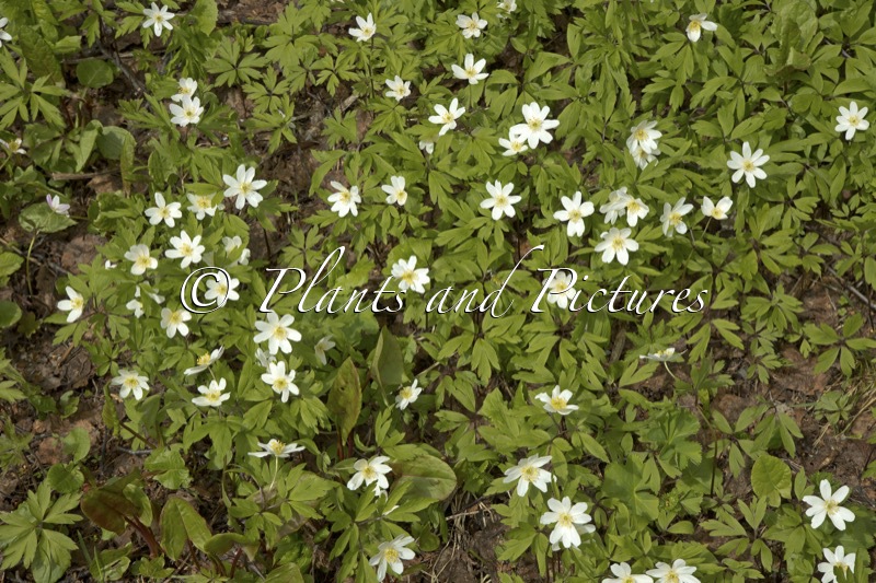 Anemone nemorosa