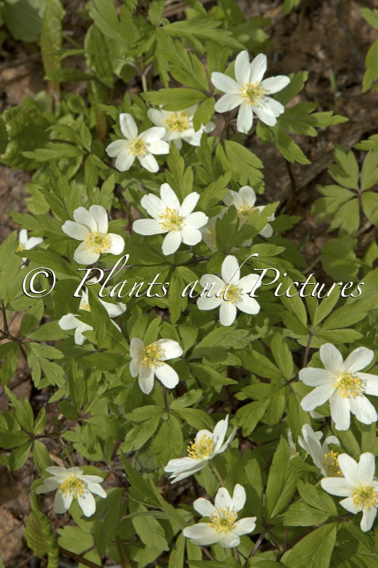 Anemone nemorosa