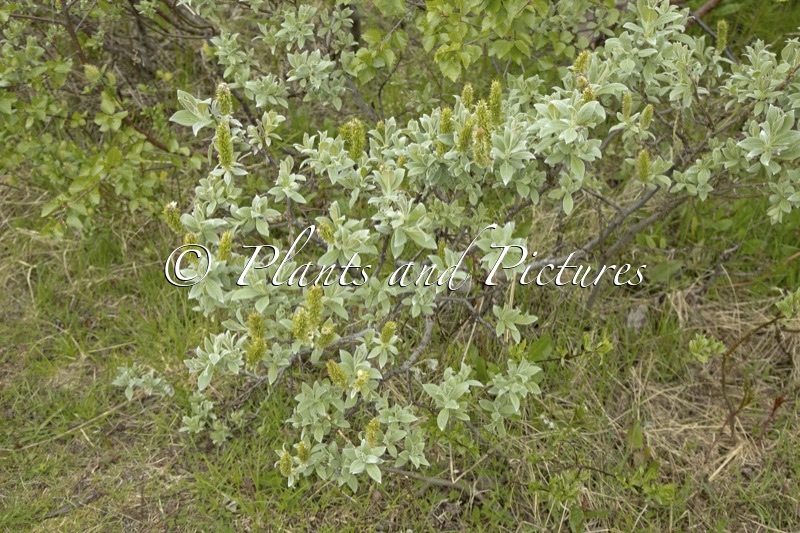 Salix lanata