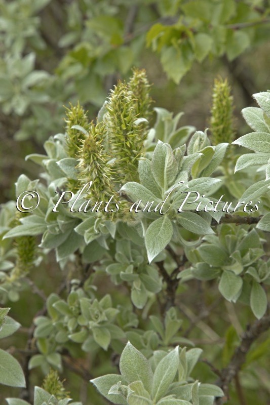 Salix lanata