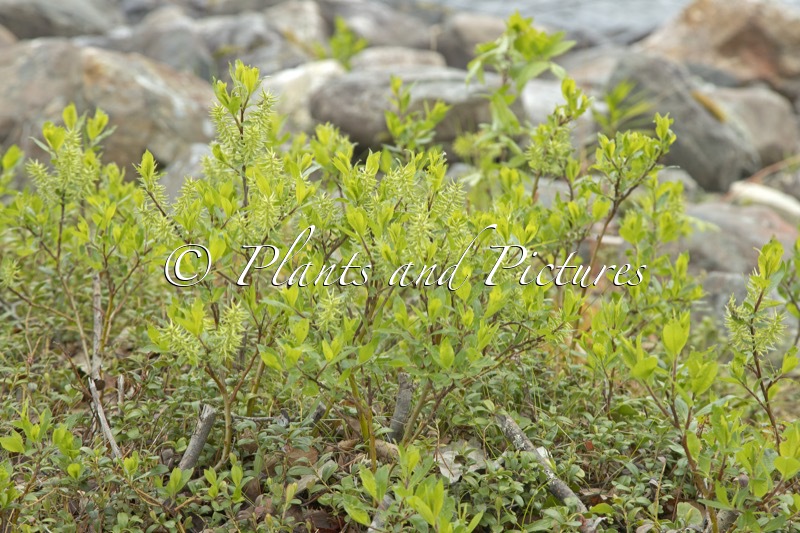 Salix phylicifolia