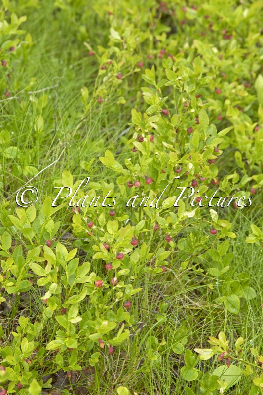 Vaccinium myrtillus