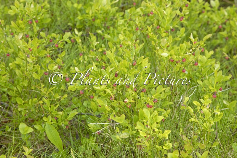 Vaccinium myrtillus