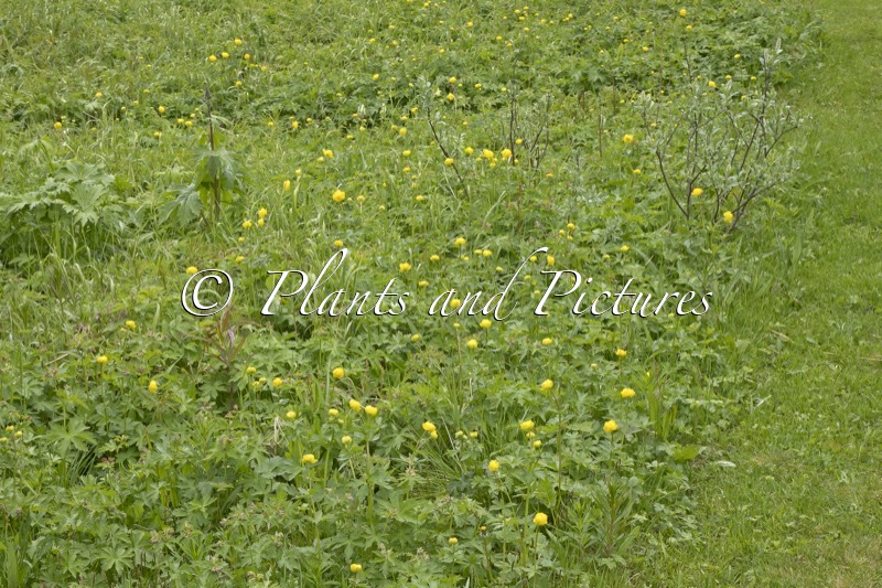 Trollius europaeus